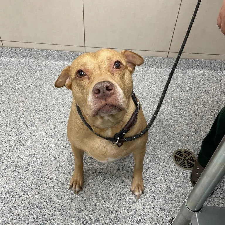A senior large-sized female Yellow / Tan / Blond / Fawn Pit Bull Terrier dog named Diamond for adoption in Chicago, IL