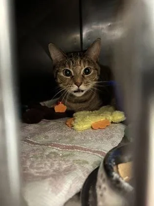 An adult medium-sized female Domestic Short Hair cat named Tigger for adoption in Fishers, IN