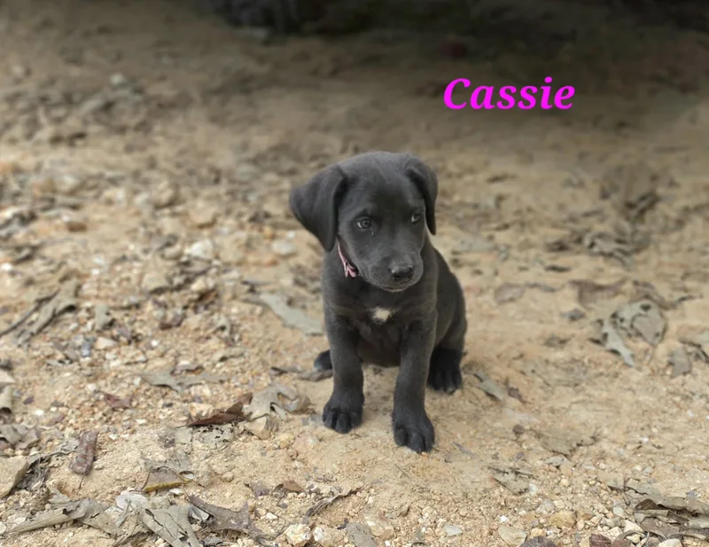 A baby medium-sized female Black Labrador Retriever dog named Cassie Cheer for adoption in Andover, MA