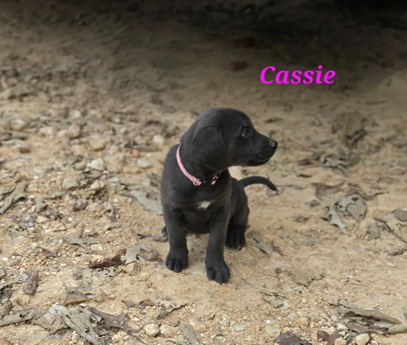 Cassie Cheer thumbnail 3