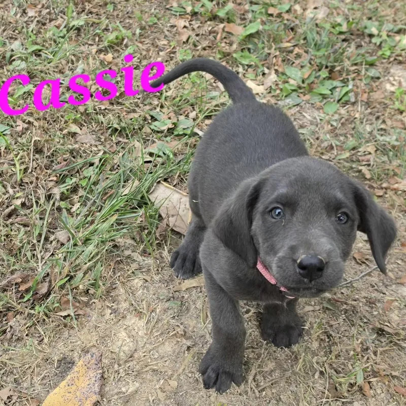 Cassie Cheer thumbnail 4