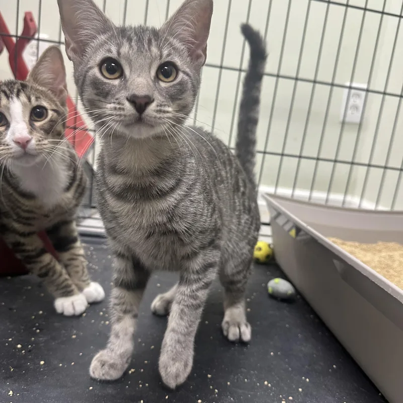 A baby medium-sized male Domestic Short Hair cat named Kristoff for adoption in Pleasantville, NJ