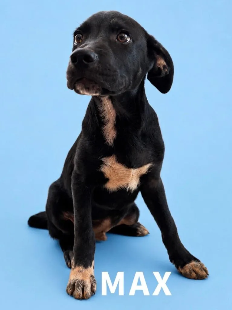 A baby small-sized male Labrador Retriever dog named Max for adoption in Rutherfordton, NC