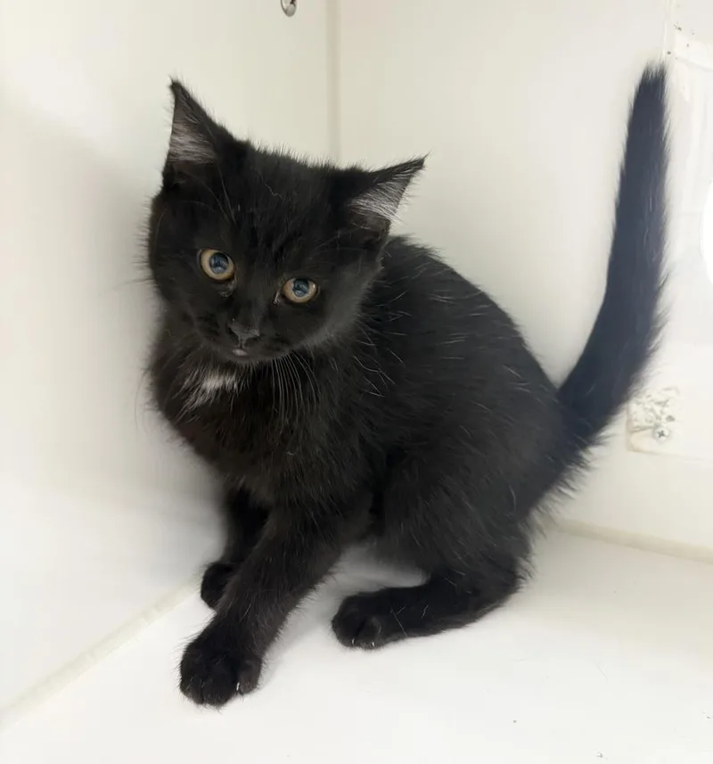 A baby medium-sized female Black & White / Tuxedo Domestic Medium Hair cat named Misha for adoption in Rochester, IN