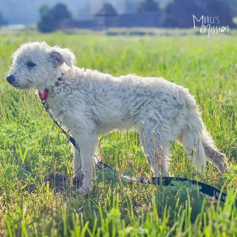 A baby medium-sized male White / Cream Standard Poodle dog named Swiffer for adoption in Spokane , WA