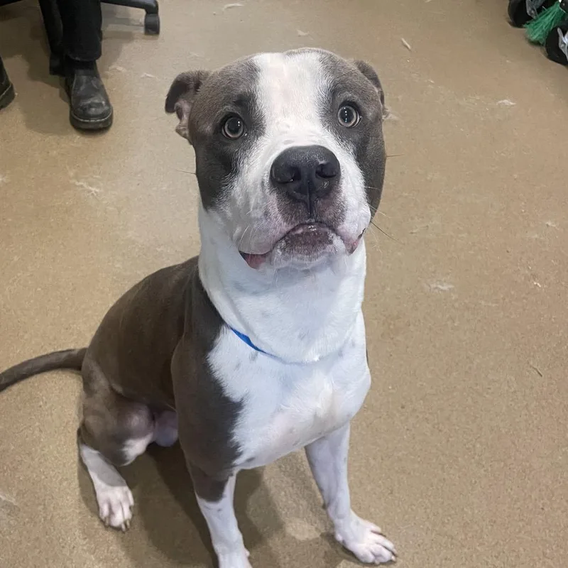 An adult medium-sized male Gray / Blue / Silver Mixed Breed dog named Sugarbuns for adoption in Chattanooga, TN