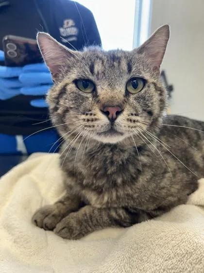 An adult medium-sized male Domestic Short Hair cat named Luke for adoption in Lafayette, IN