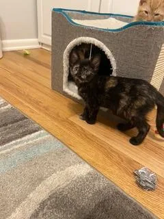 A young medium-sized female Domestic Short Hair cat named Maddie for adoption in Denver, CO