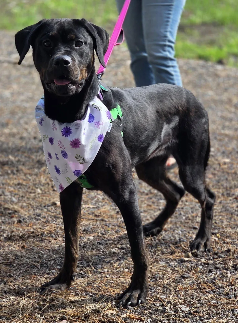 An adult large-sized female Rottweiler dog named Raven for adoption in Oxford, MI