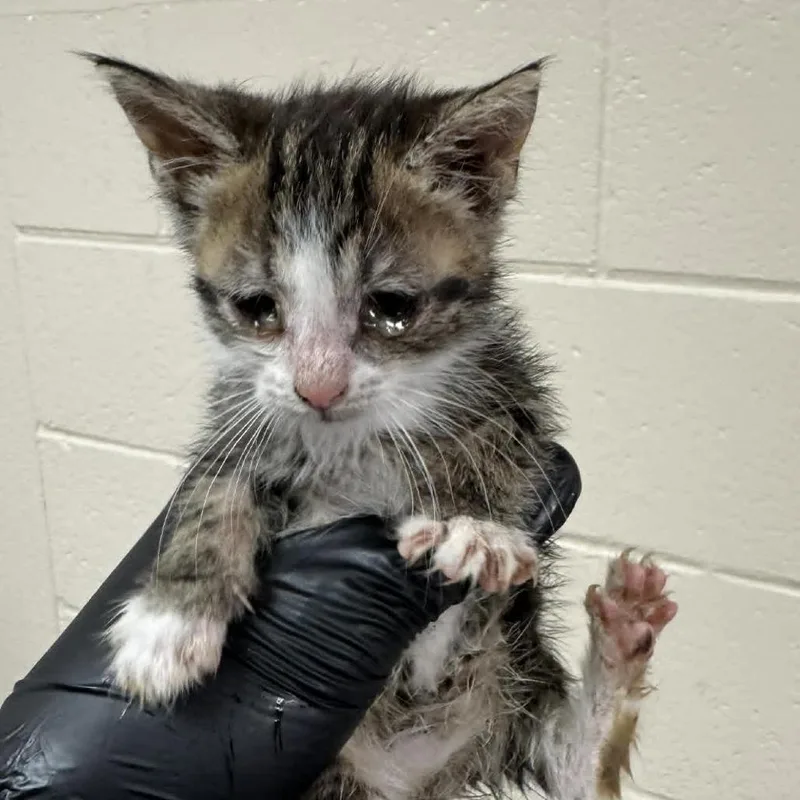 A baby small-sized female Brown / Chocolate Domestic Short Hair cat named Canyon for adoption in Reno, NV