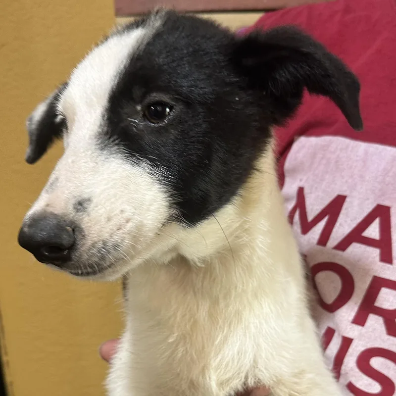 A baby medium-sized male White / Cream Labrador Retriever dog named Blue  Local July for adoption in Brookshire, TX