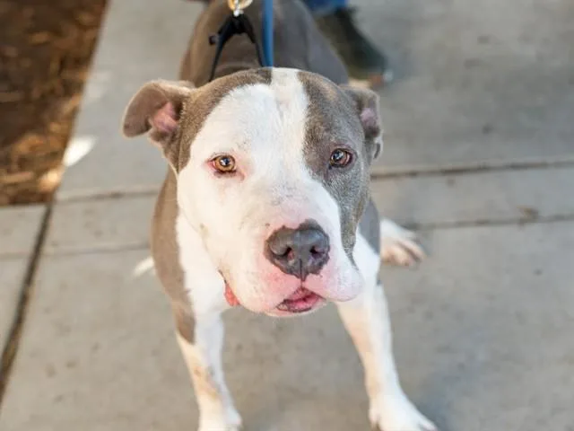 An adult large-sized male Pit Bull Terrier dog named Petey for adoption in Martinez, CA