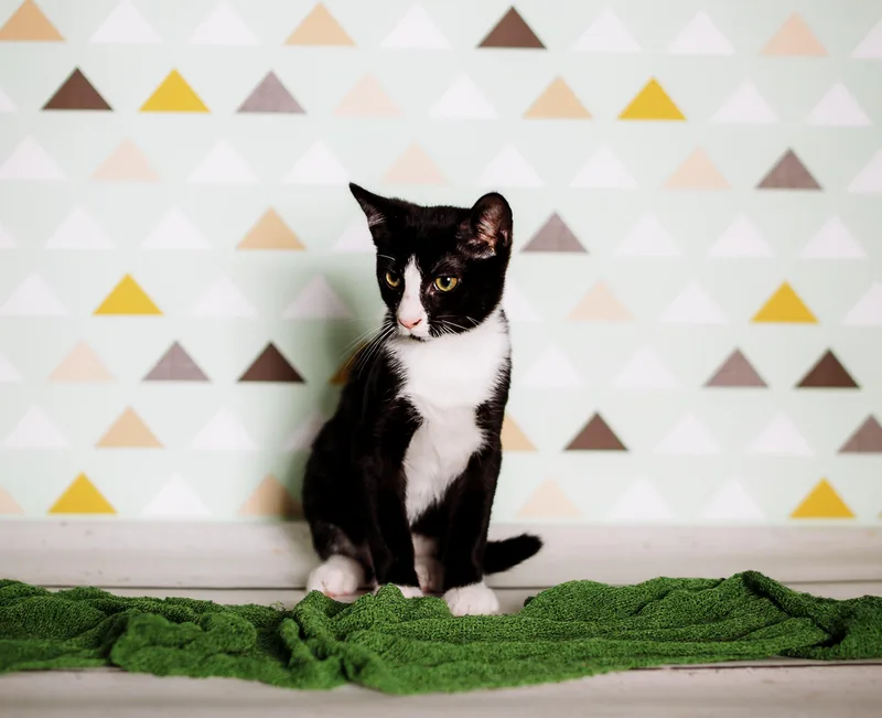 A young small-sized male Black & White / Tuxedo American Shorthair cat named Pretzel for adoption in Readyville, TN