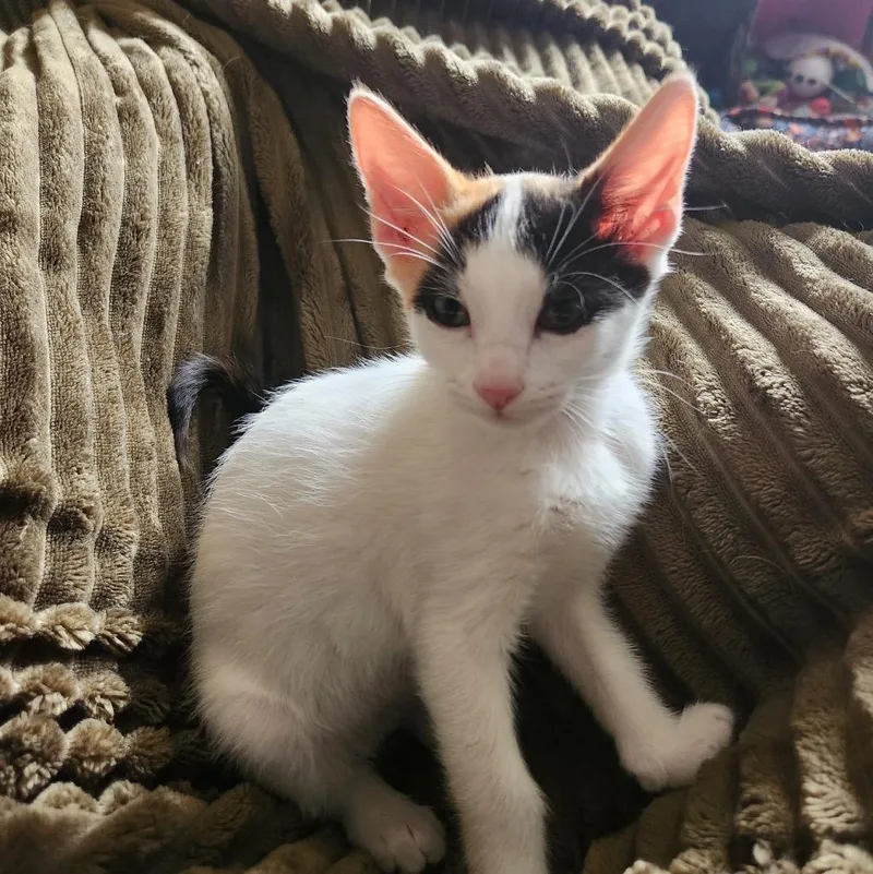 A baby medium-sized female Domestic Short Hair cat named Marigold for adoption in San Antonio, TX