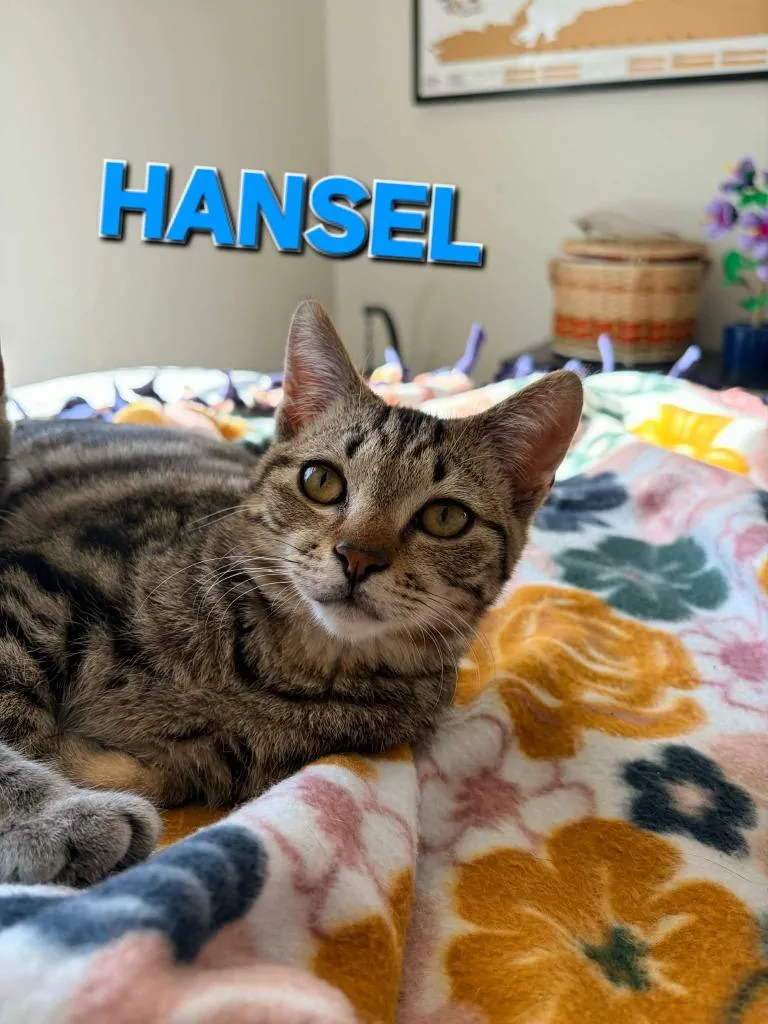 Hansel