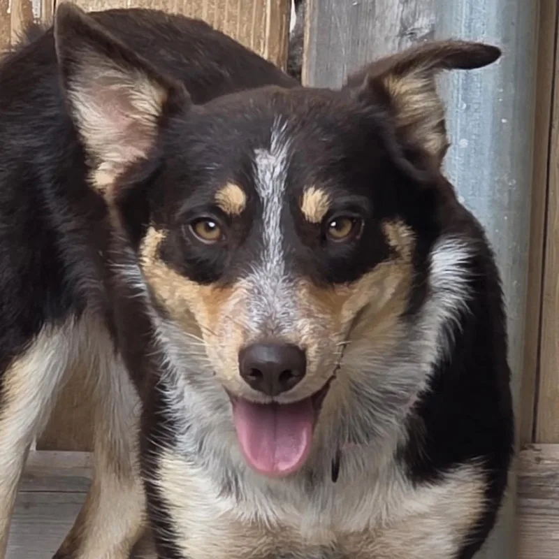 A young medium-sized female Black Cattle Dog dog named Daisy for adoption in Midland, TX
