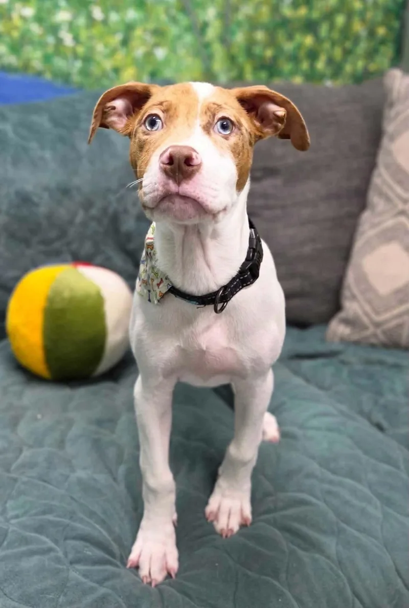 A baby medium-sized male Mixed Breed dog named Cyrus for adoption in New Smyrna Beach, FL