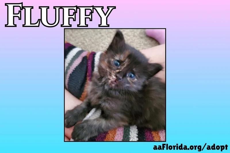 A young medium-sized female Domestic Medium Hair cat named Fluffy for adoption in Pensacola, FL