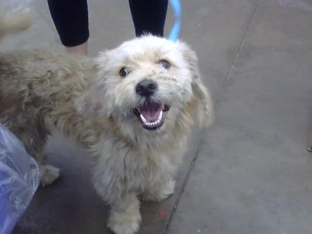 An adult small-sized male Mixed Breed dog named Mishu for adoption in Dallas, TX