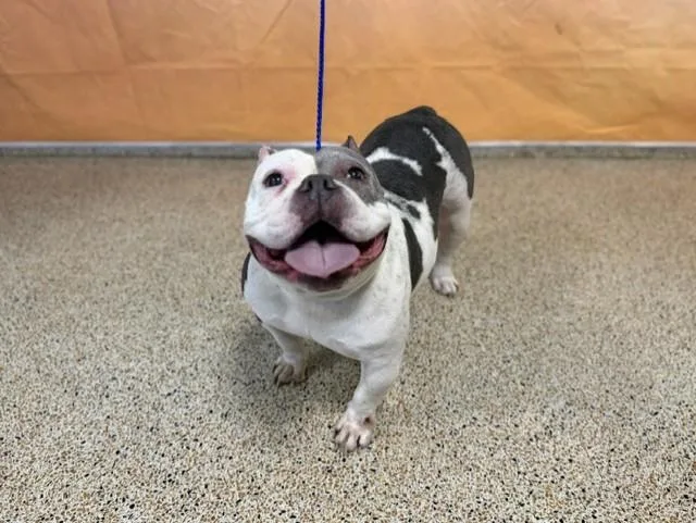 An adult large-sized female French Bulldog dog named Michy for adoption in Miami, FL