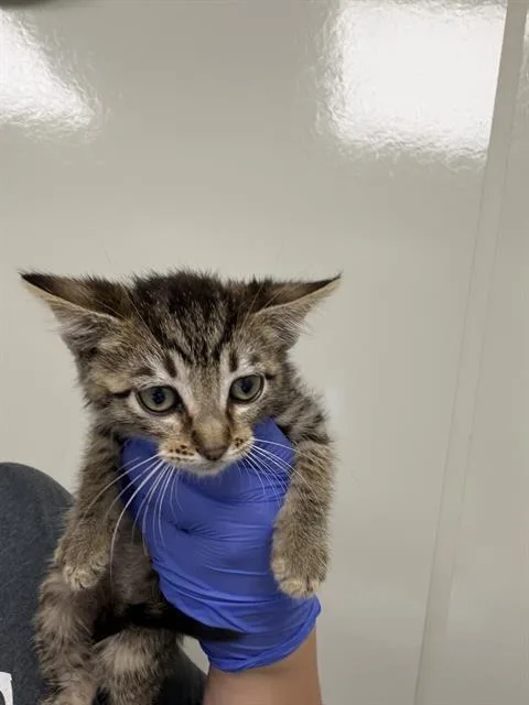 A baby small-sized male Domestic Short Hair cat named Fred for adoption in Ontario, CA