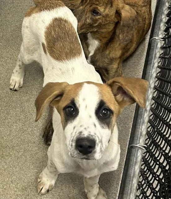 A young medium-sized female Mixed Breed dog named Jazz  Montths Female for adoption in Sterling, MA
