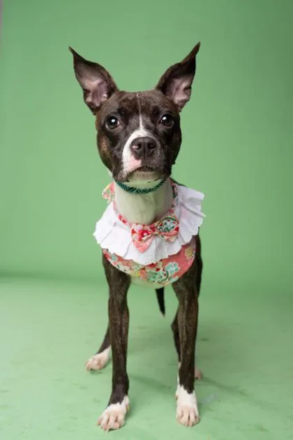 Rockette thumbnail 2