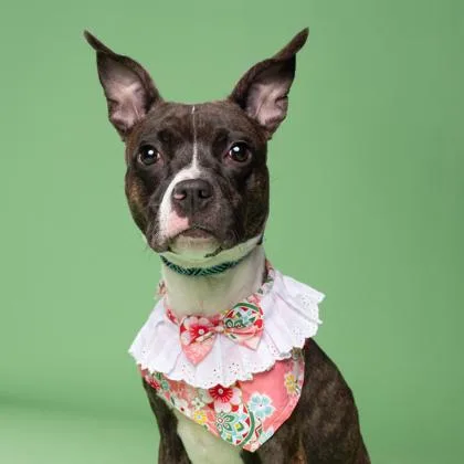 Rockette thumbnail 3