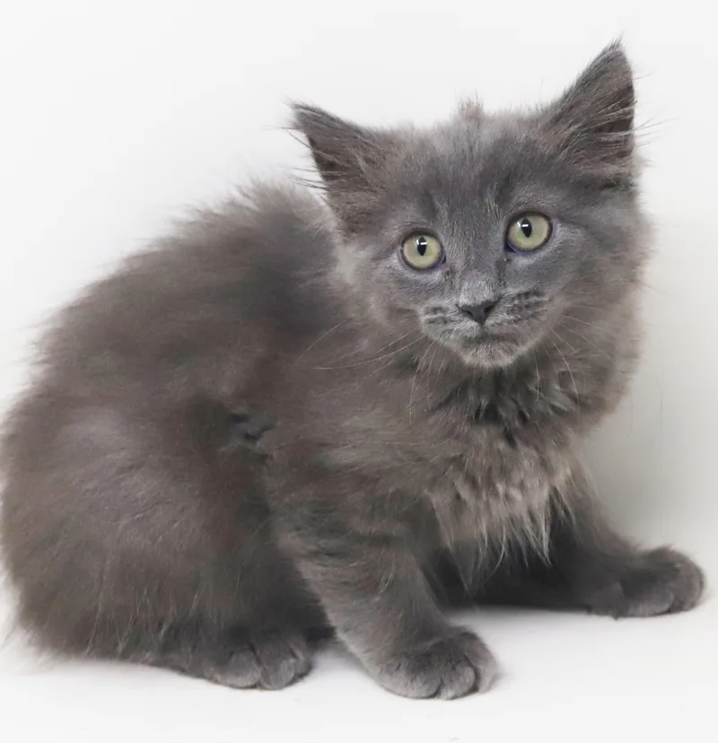 A baby small-sized female Gray / Blue / Silver Maine Coon cat named Blue doesn't get any for adoption in Bedford Hills, NY