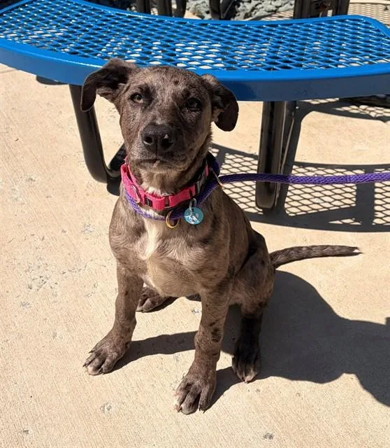 A baby small-sized female Labrador Retriever dog named Daffodil for adoption in Leesburg, VA