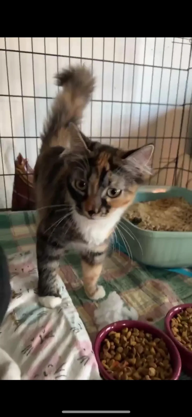 Marmalade thumbnail 2