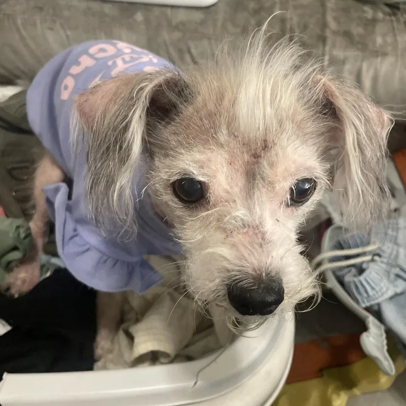 A senior small-sized female White / Cream Miniature Schnauzer dog named Mitzy for adoption in Fredericksburg, TX