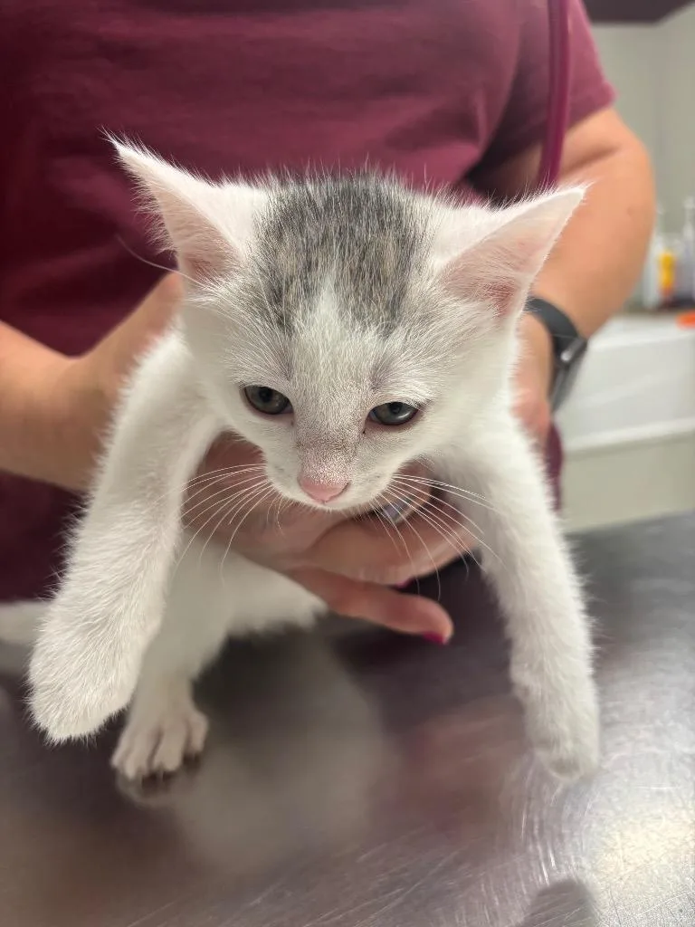 A baby medium-sized male Domestic Short Hair cat named Katla for adoption in Fall River, MA