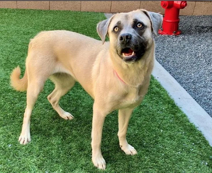 A young medium-sized female Yellow / Tan / Blond / Fawn Anatolian Shepherd dog named Please Save Me  for adoption in San Marcos, CA