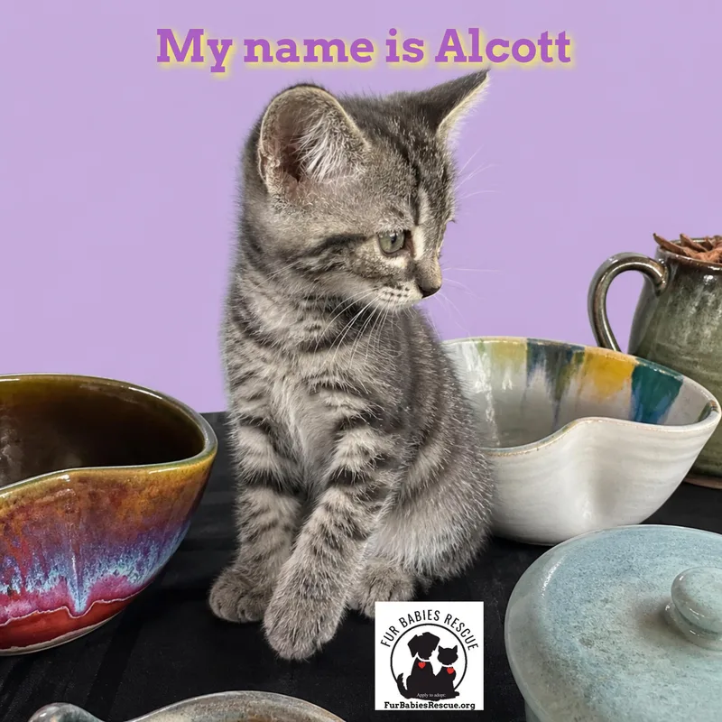 Alcott & Atwood thumbnail 2