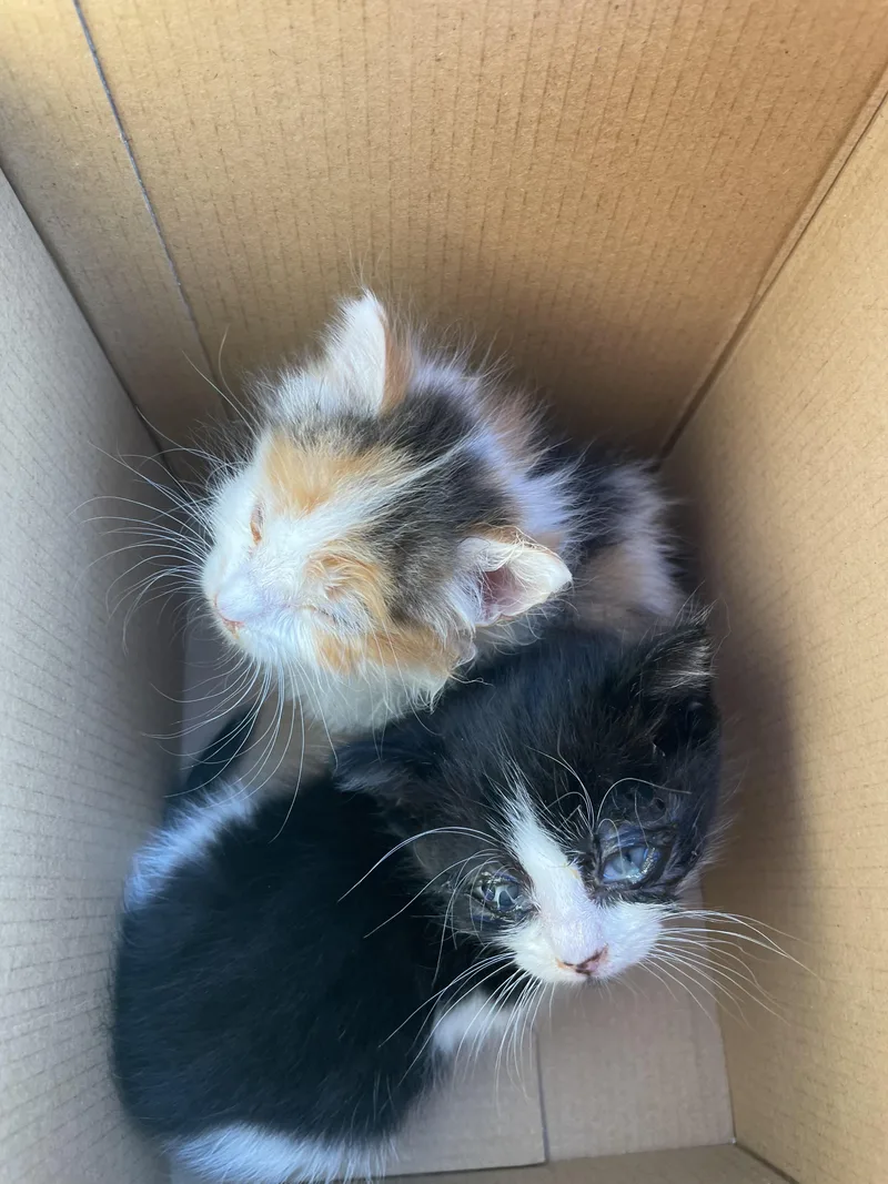 Molly Mae thumbnail 3