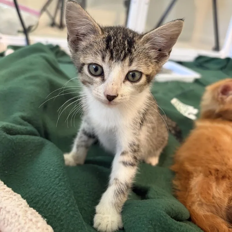 A baby small-sized female Brown / Chocolate Domestic Short Hair cat named Loure for adoption in Austin, TX