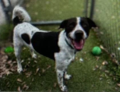 A young medium-sized male Pointer dog named Luke for adoption in Daytona Beach, FL
