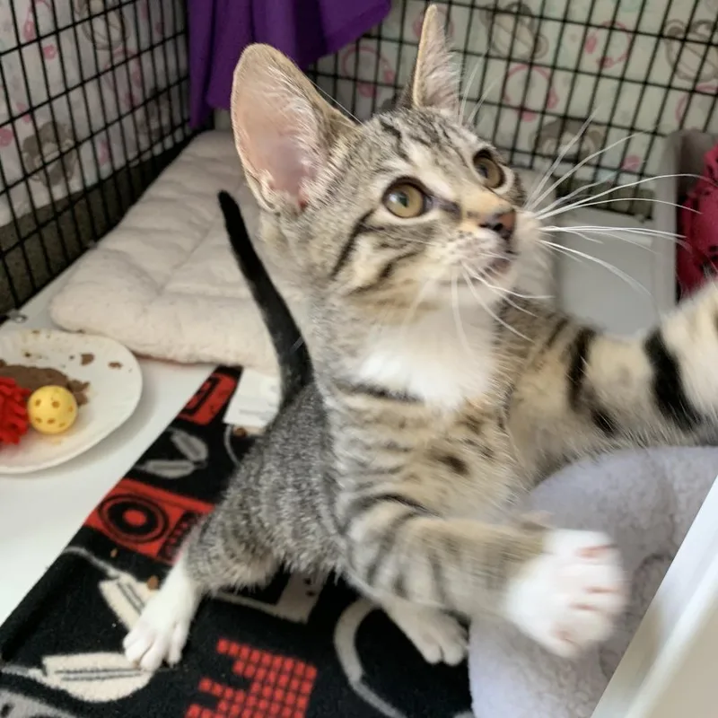 A baby small-sized female Brown / Chocolate Domestic Short Hair cat named Super Bee for adoption in Chicago, IL