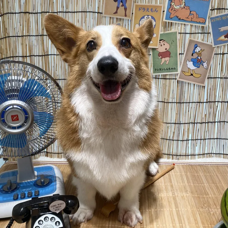 A young medium-sized male Pembroke Welsh Corgi dog named Nugget for adoption in DANVERS, MA