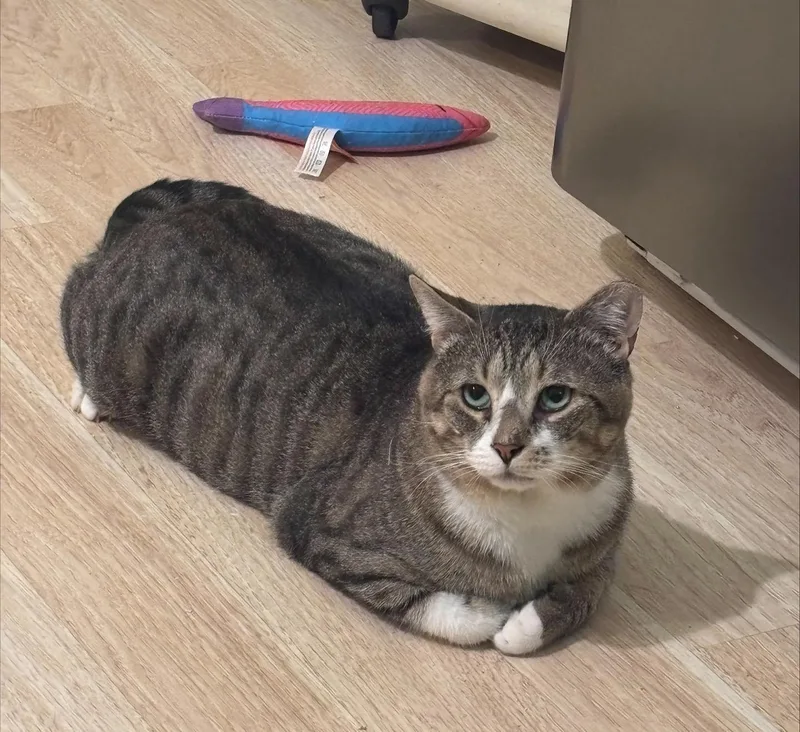 A young large-sized male Tabby (Brown / Chocolate) Domestic Short Hair cat named Hank Holly for adoption in Philadelphia, PA