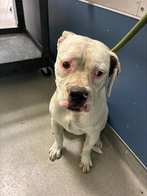 A young large-sized female American Bulldog dog named Dora for adoption in Miami, FL