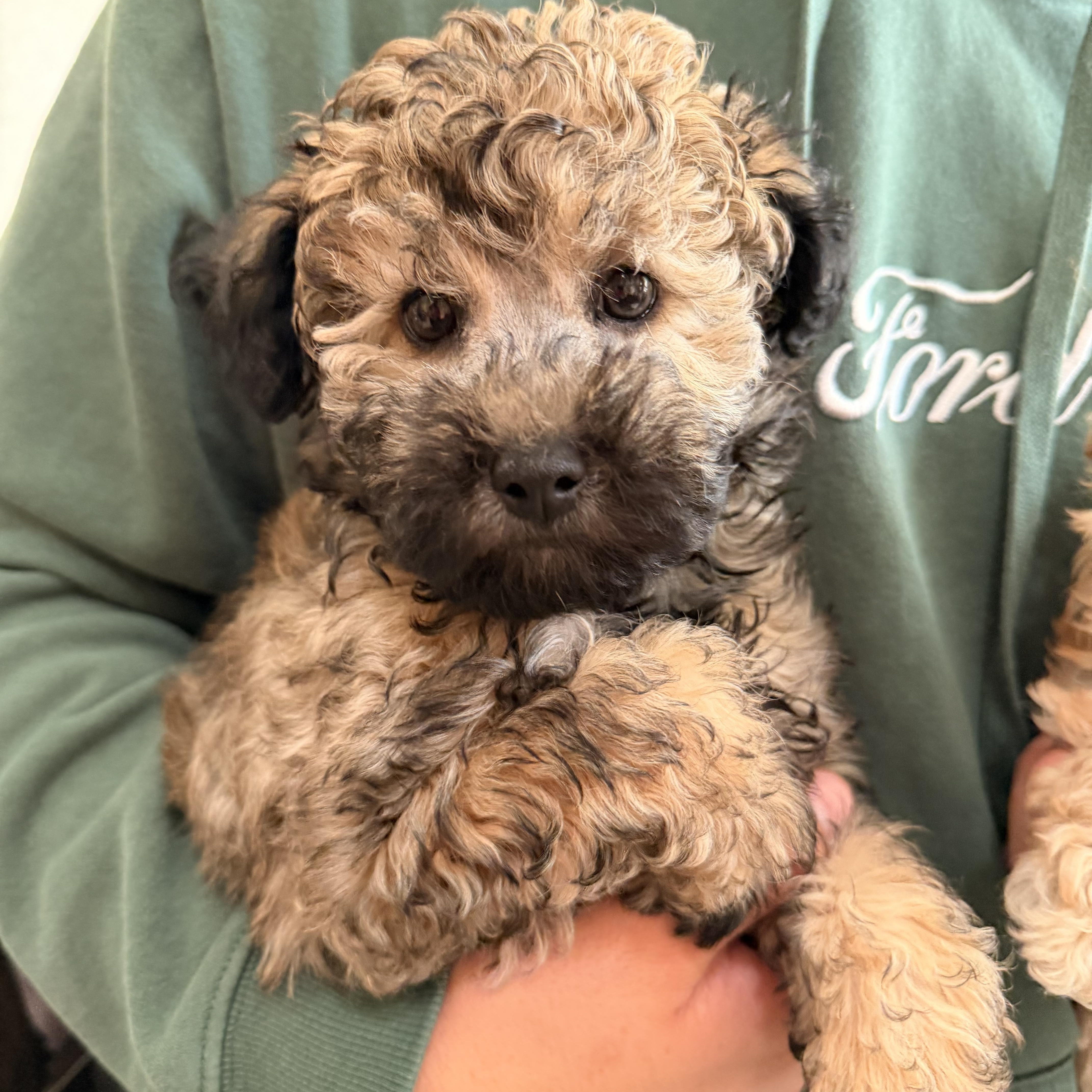 A baby small-sized female Bicolor Maltipoo dog named Sabrina for adoption in ontario, CA