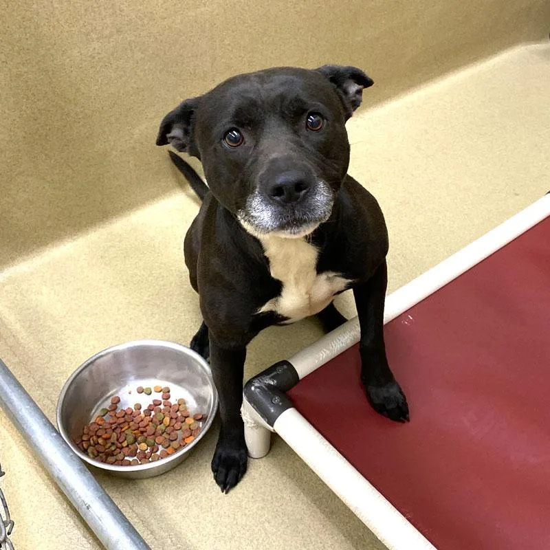 An adult medium-sized female Black Pit Bull Terrier dog named Honeybun for adoption in Monroe, GA
