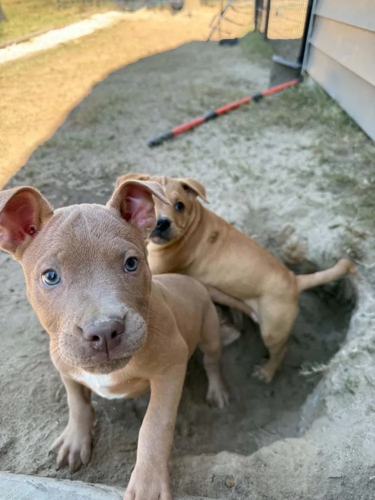 A baby small-sized male Brown / Chocolate American Bulldog dog named Jack for adoption in Thompson, PA