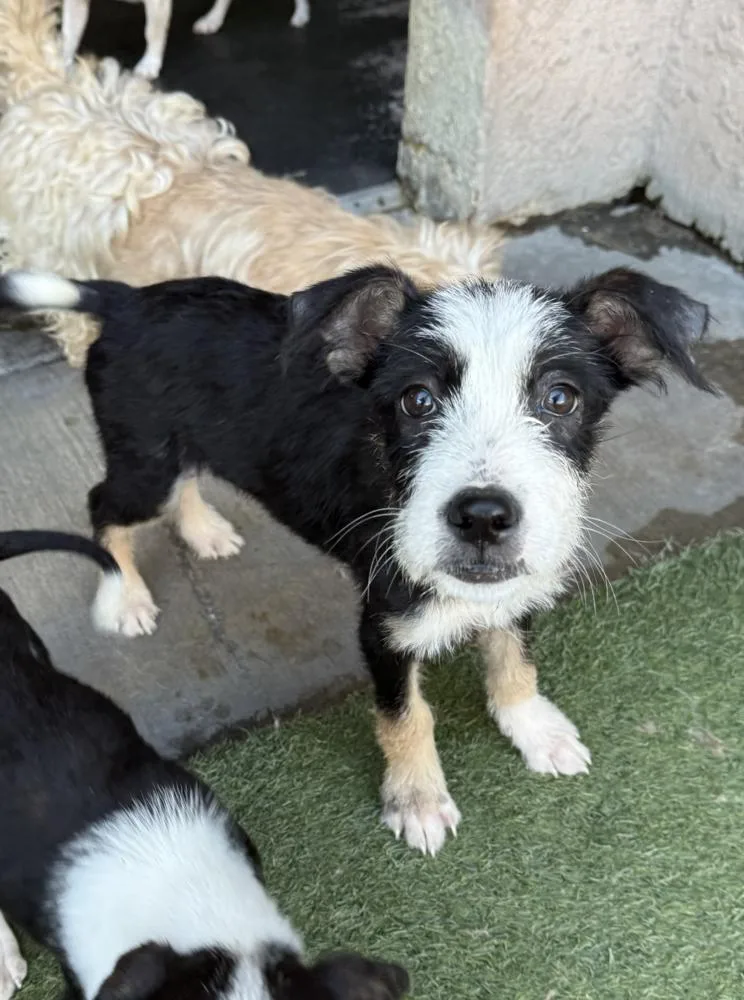A baby medium-sized female Tricolor (Brown, Black, & White) Terrier dog named Kelly for adoption in Manhattan, NY
