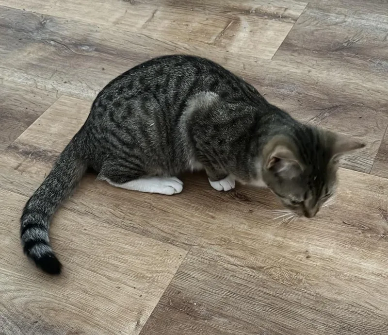 A young small-sized female Domestic Short Hair cat named Toffee for adoption in Dawson, GA