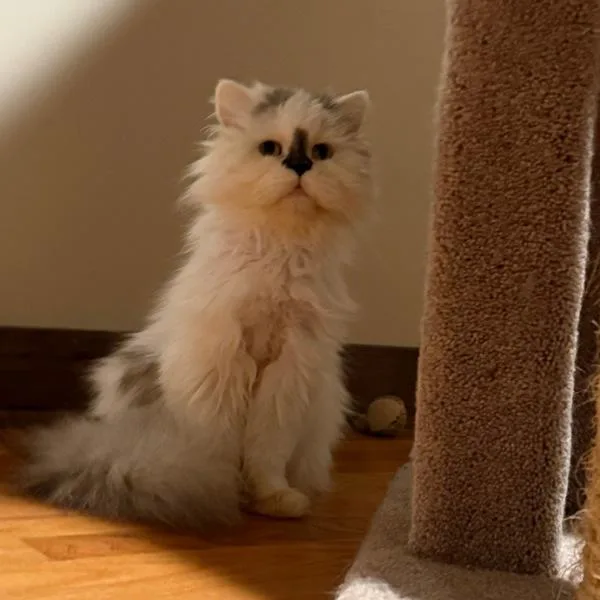 An adult medium-sized male Persian cat named Shetland  Bonded Buddy for adoption in Des Moines, IA