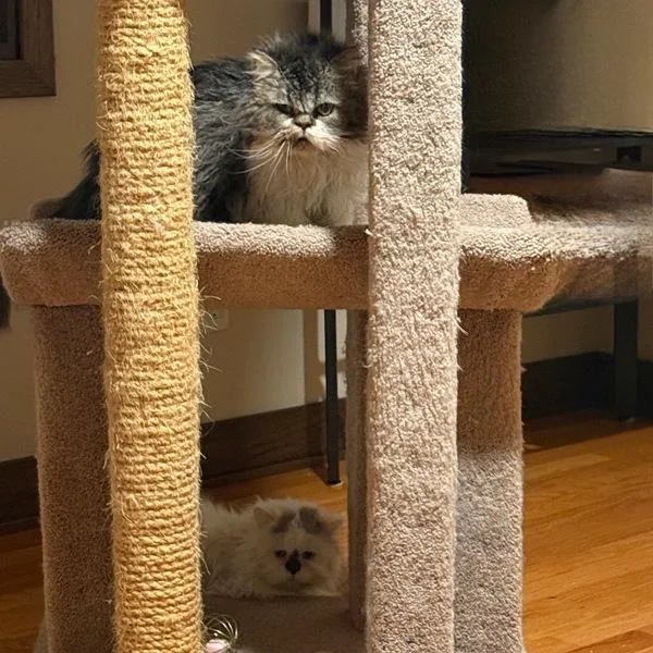 Shetland  Bonded Buddy thumbnail 3