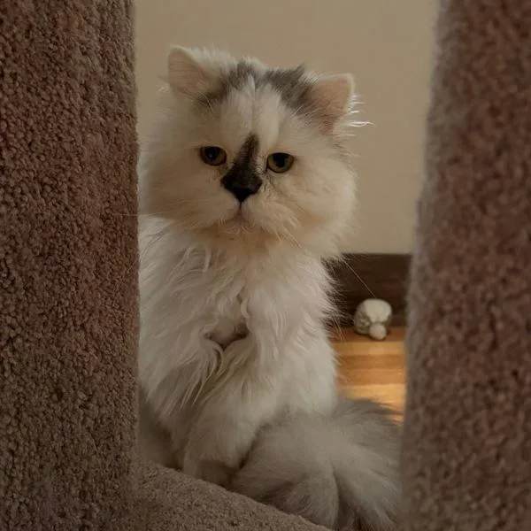 Shetland  Bonded Buddy thumbnail 4